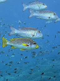 Sipadan_2015_Gaterin a lignes_Plectorhinchus lineatus_IMG_2101_rc